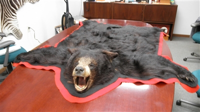 62X66 inch Black Bear Skin Rug